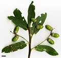 SpeciesSub: Heterophylla Group 'Salicifolia' SpeciesSub: Heterophylla Group 'Salicifolia'